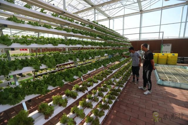 農(nóng)業(yè)擺攤新模式，視頻連線和無人機都用上